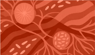 amino-acid-whole-body-muscle-protein-turnover-164x97