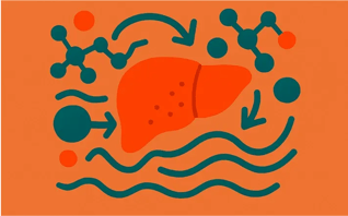 de-novo-lipogenesis-354x221