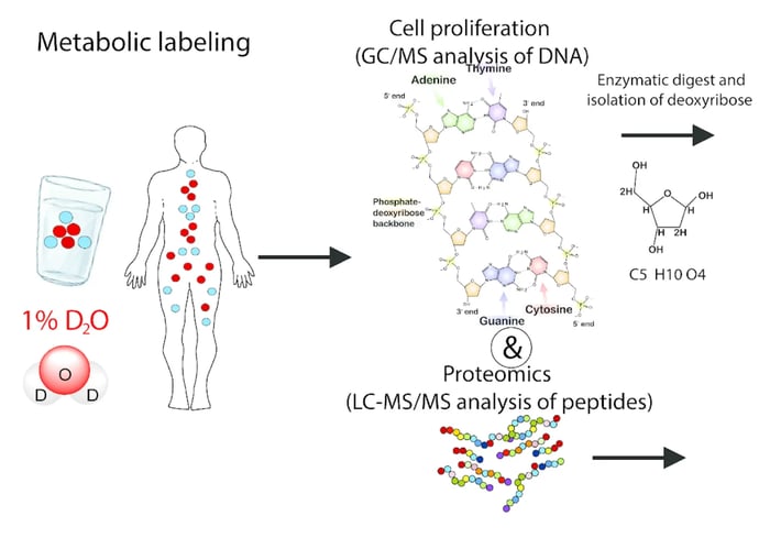 metabolic_labeling