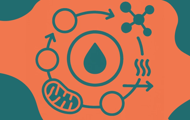urea cycle function 302